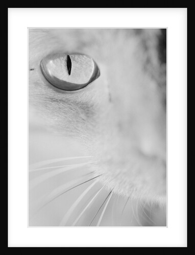 Cat's Eye by Anonymous