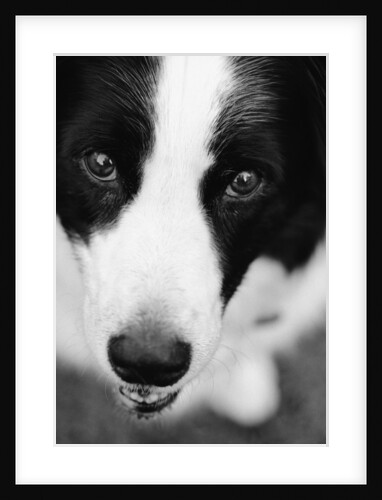 Head of Border Collie by Anonymous