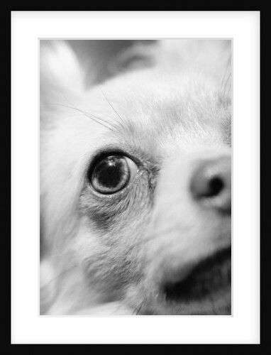 Eye of Chihuahua by Anonymous