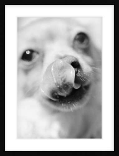 Dog Licking Its Nose by Anonymous