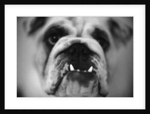 Face of a Bulldog by Anonymous