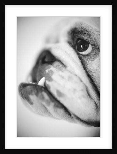 Face of a Bulldog by Anonymous