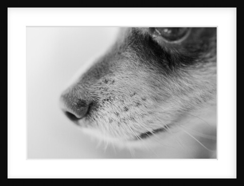 Dog's Nose by Anonymous