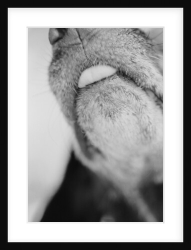 Dog Sticking out Tongue by Anonymous