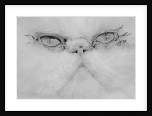 Face of a Persian Cat by Anonymous