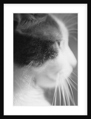Cat's Head by Anonymous