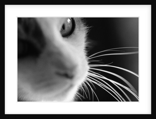 Cat's Head by Anonymous
