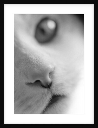 Cat's Mouth by Anonymous