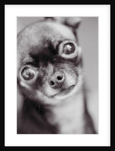 Face of a Chihuahua by Anonymous