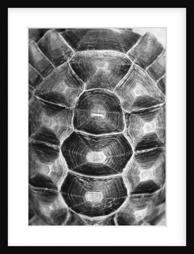 Pattern on Turtle's Shell by Anonymous