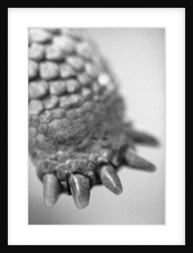 Turtle's Foot by Anonymous