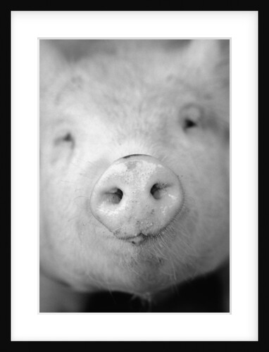 Pig's Nose by Anonymous