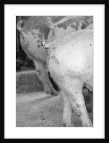 Back End of Pigs by Anonymous