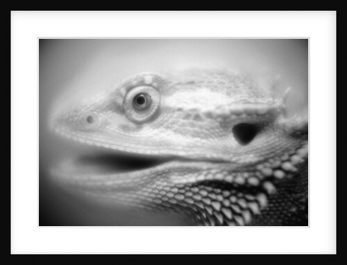 Side of Iguana's Face by Anonymous