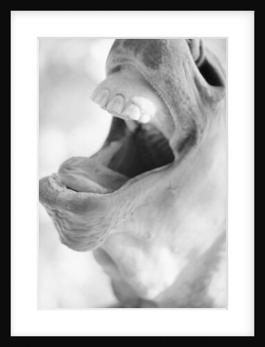 Horse's Opened Mouth by Anonymous