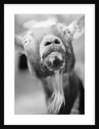 Goat's Nose and Mouth by Anonymous