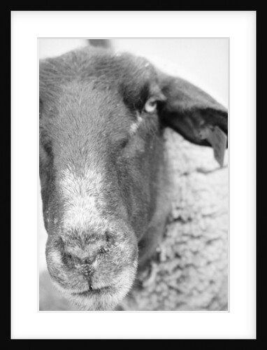 Sheep's Face by Anonymous