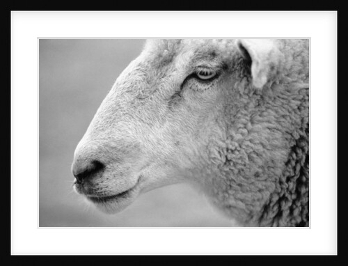 Side of Sheep's Face by Anonymous