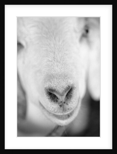 Close Up of Goat's Nose by Anonymous