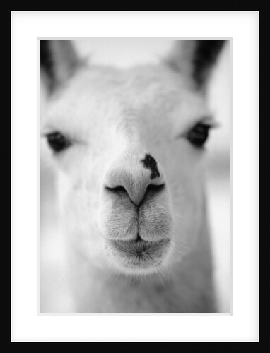 Close-Up of Alpaca's Nose by Anonymous