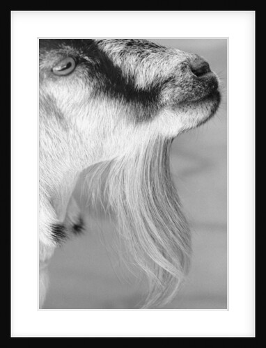 Goat with Long Hair on Chin by Anonymous