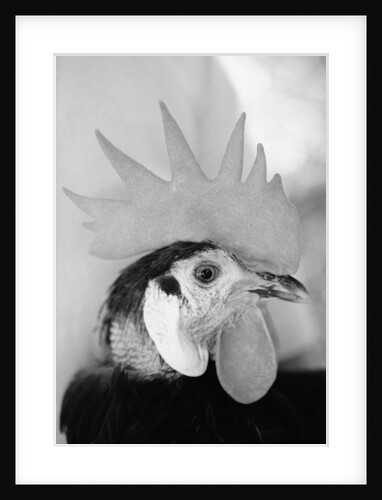 Side of Rooster's Face by Anonymous