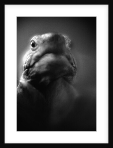 Reptile's Face by Anonymous