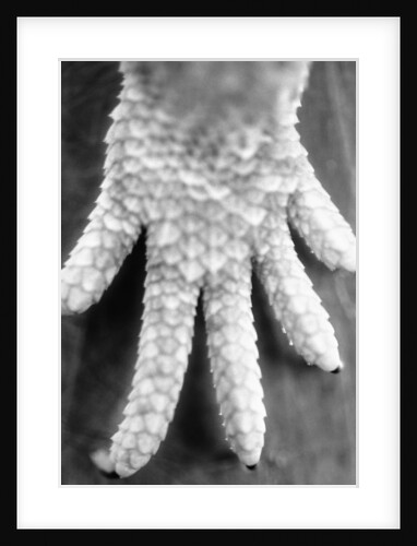Reptile's Feet by Anonymous