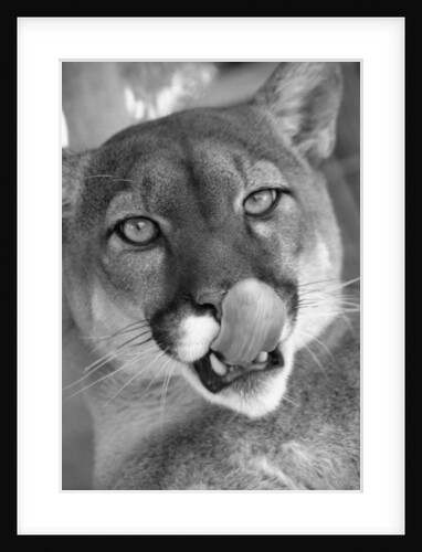 Mountain Lion Licking Nose by Anonymous