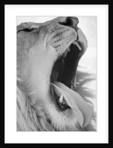 Yawning Lion by Anonymous