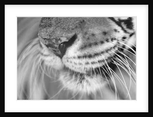 Tiger's Mouth by Anonymous