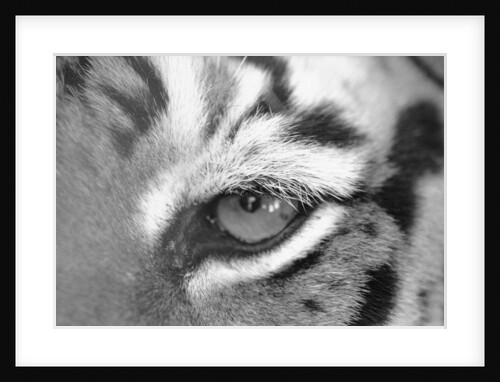 Tiger's Eye by Anonymous