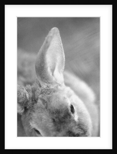 Rabbit's Ear by Anonymous