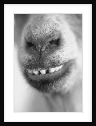 Mouth and Nose of a Goat by Anonymous