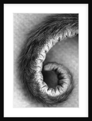 Curled Tail of a Monkey by Anonymous