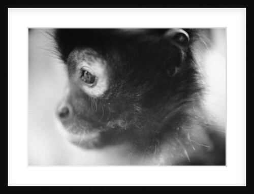 Face of a Monkey in Profile by Anonymous