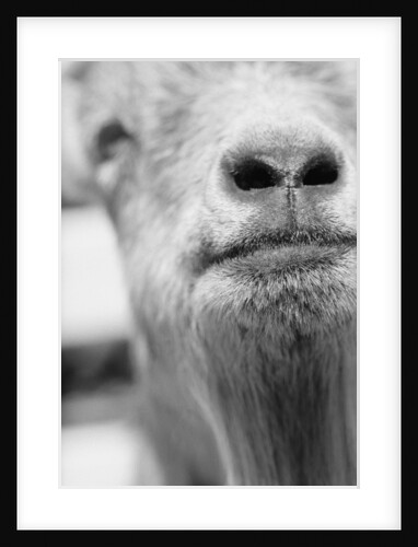 Mouth and Nose of a Goat by Anonymous