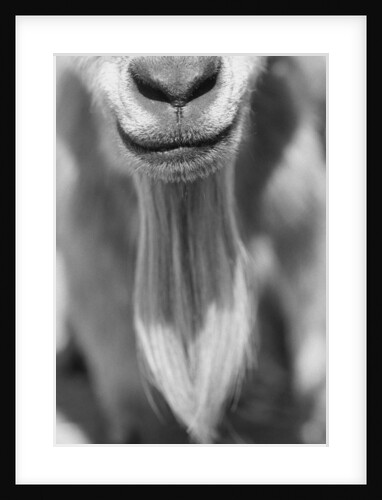 Close-up View of a Goats Beard by Anonymous