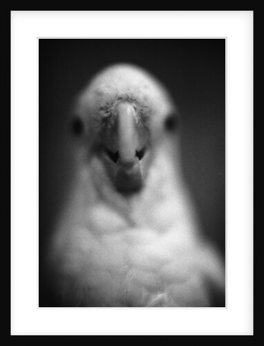 Parrot's Beak by Anonymous