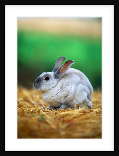 Rabbit Sitting on Bale of Straw by Anonymous