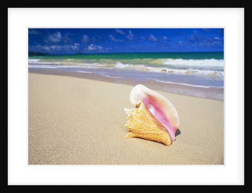 Conch Shell on Beach by Anonymous