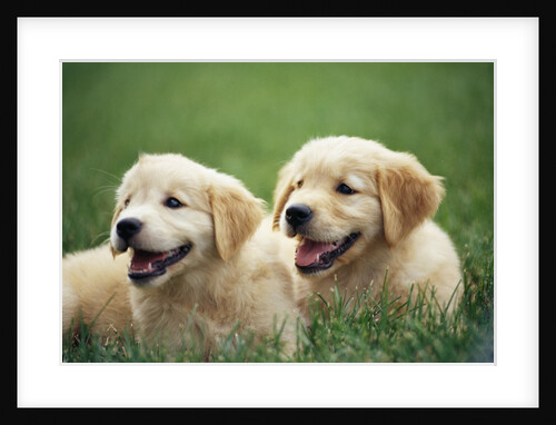 Golden Retrievers Resting on Grass by Anonymous