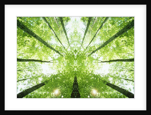 Trees in Forest Ascending by Anonymous
