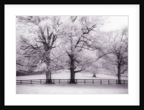 Trees and Fence in Snowy Field by Anonymous