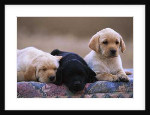 Labrador Retriever Puppies by Anonymous