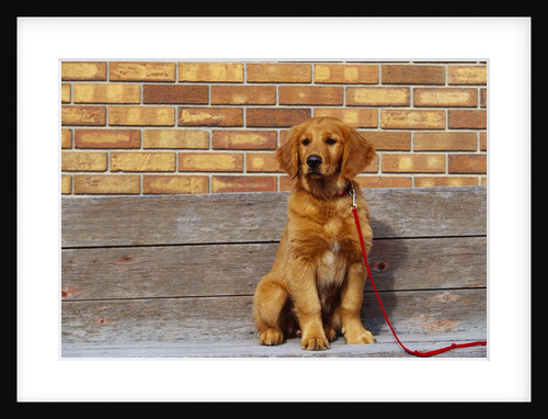 Golden Retriever Puppy on Leash by Anonymous