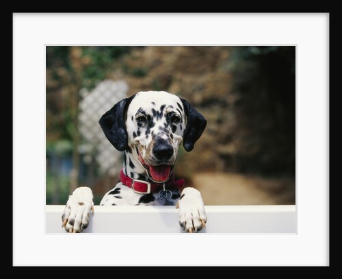 Dalmatian Looking over Fence by Anonymous