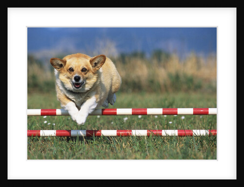 Corgi Jumping over Obstacle at Dog Agility Competition by Anonymous