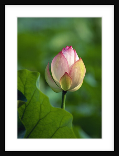Lotus Flower by Anonymous