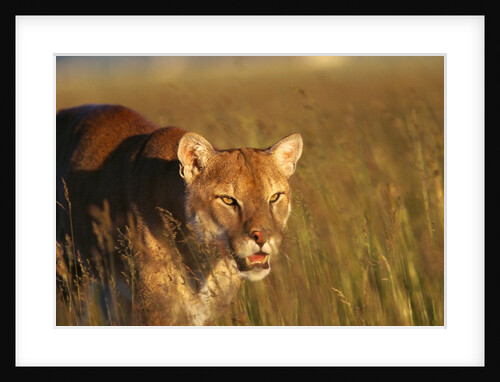 Mountain Lion Roaming in Field by Anonymous